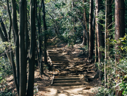 敬請市民愛惜大自然，切勿非法砍伐樹木
